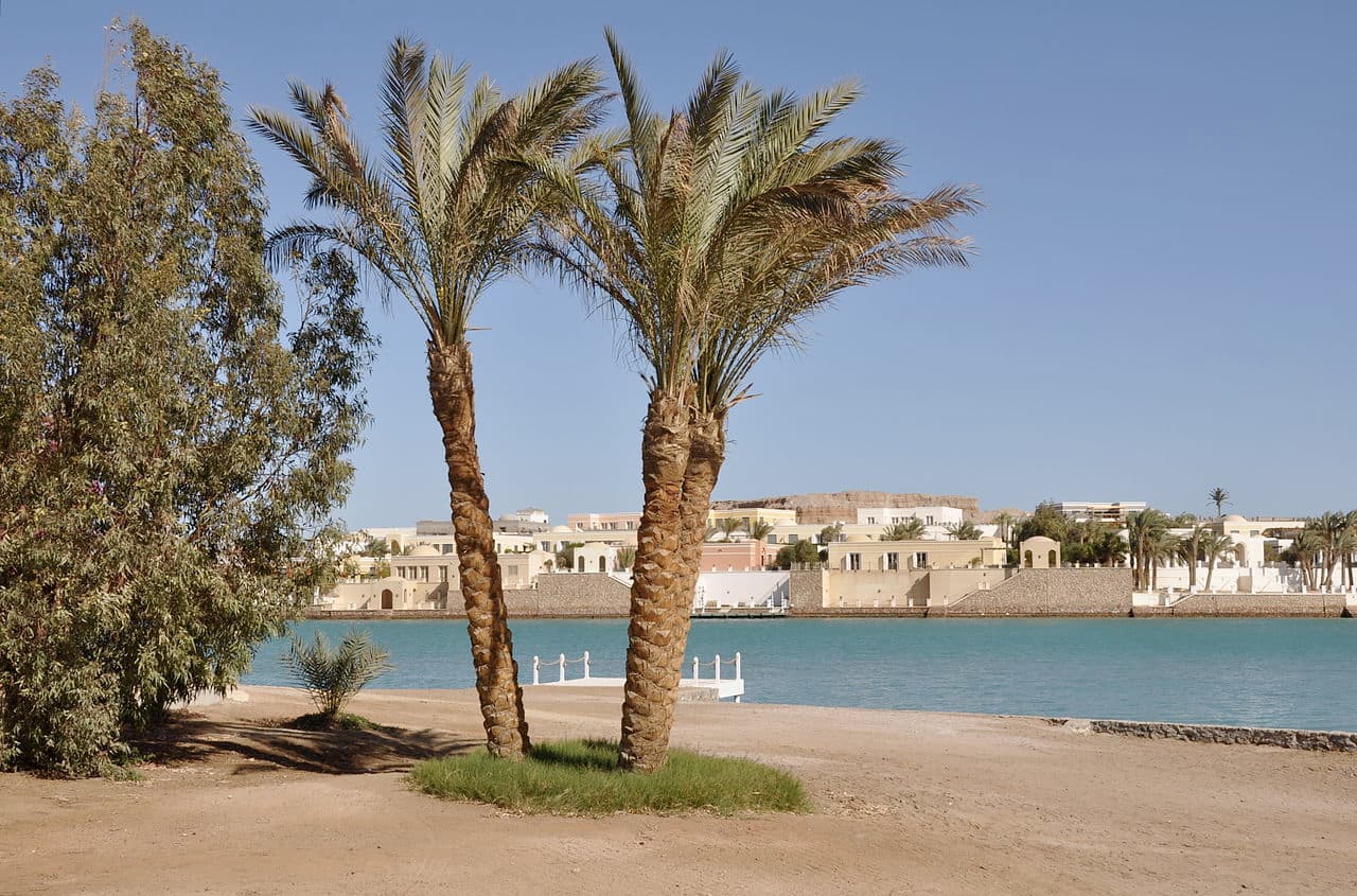 Palm trees on the shore of a lagoon in El Gouna