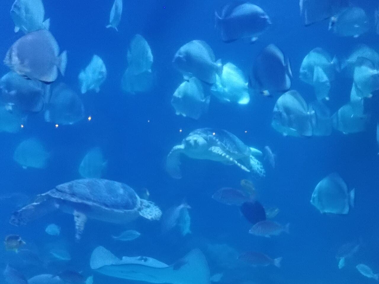 Sea turtles and a shoal of fish in a large tank at Hurghada Grand Aquarium